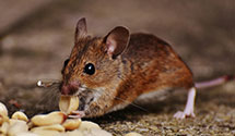 24 Hour & Emergency Exterminators in Ehrhardt, SC